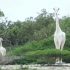 Kenia: encontraron a la única jirafa blanca que queda en el planeta