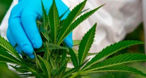 Desde hoy la ONU reconoce propiedades medicinales del cannabis. Por lo tanto Argentina no está equivocada…