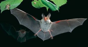 Nipah, el virus que enciende las alarmas en Asia y el resto del mundo. Preocupación por otra posible pandemia