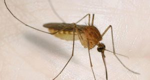 Invasión de mosquitos en Paraná y la suba en la venta de repelentes