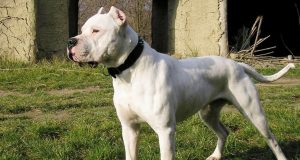 ¿Depende de la crianza..?? ¡Noooo..!! Son bombas de tiempo ese tipo de raza de perros