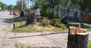 Los asesores del Intendente, en el tema árboles de Bv. Racedo… ¿Habrán visto este video..?