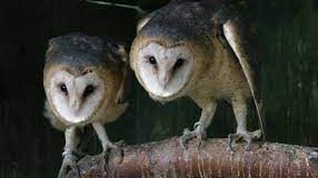 Estas lechuzas hicieron algún daño, pero mas daño hacen las lechuzas que están en las ventanas detrás de las cortinas
