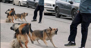 VILLAGUAY: Muchas quejas de vecinos por perros sueltos en las calles de la «ciudad de encuentros» ¿A quién le corresponde poner orden..?